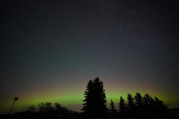 A band of green and red auroras stretching across the lower sky behind silhouetted spruce trees and a purple martin house, with beautiful stars above.