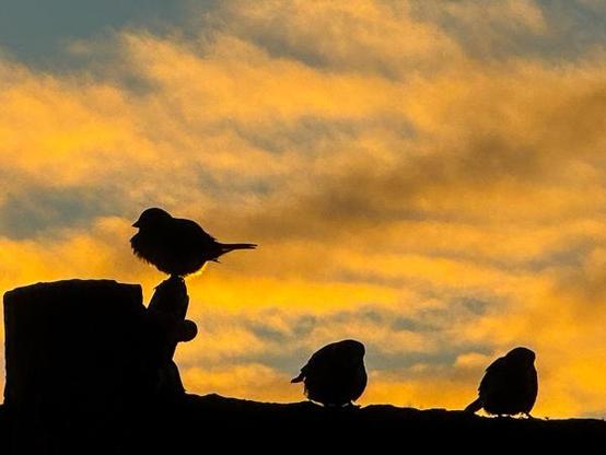 Sparrows sitting in the sunset