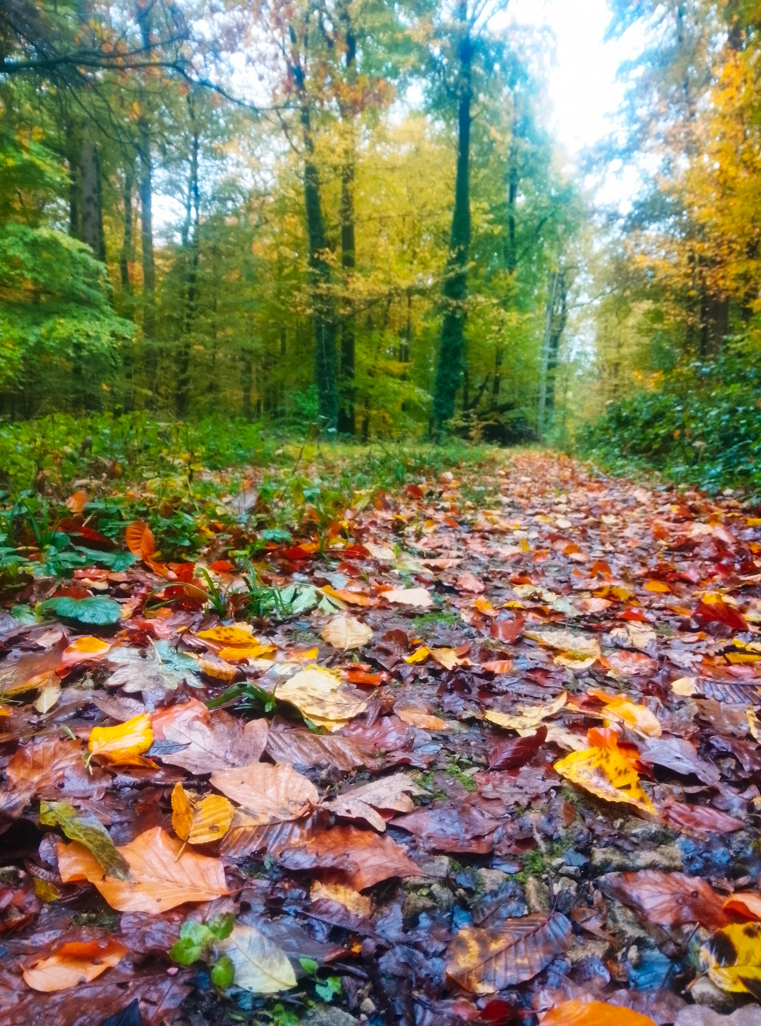 Woodland path strewn with autumn leaves
