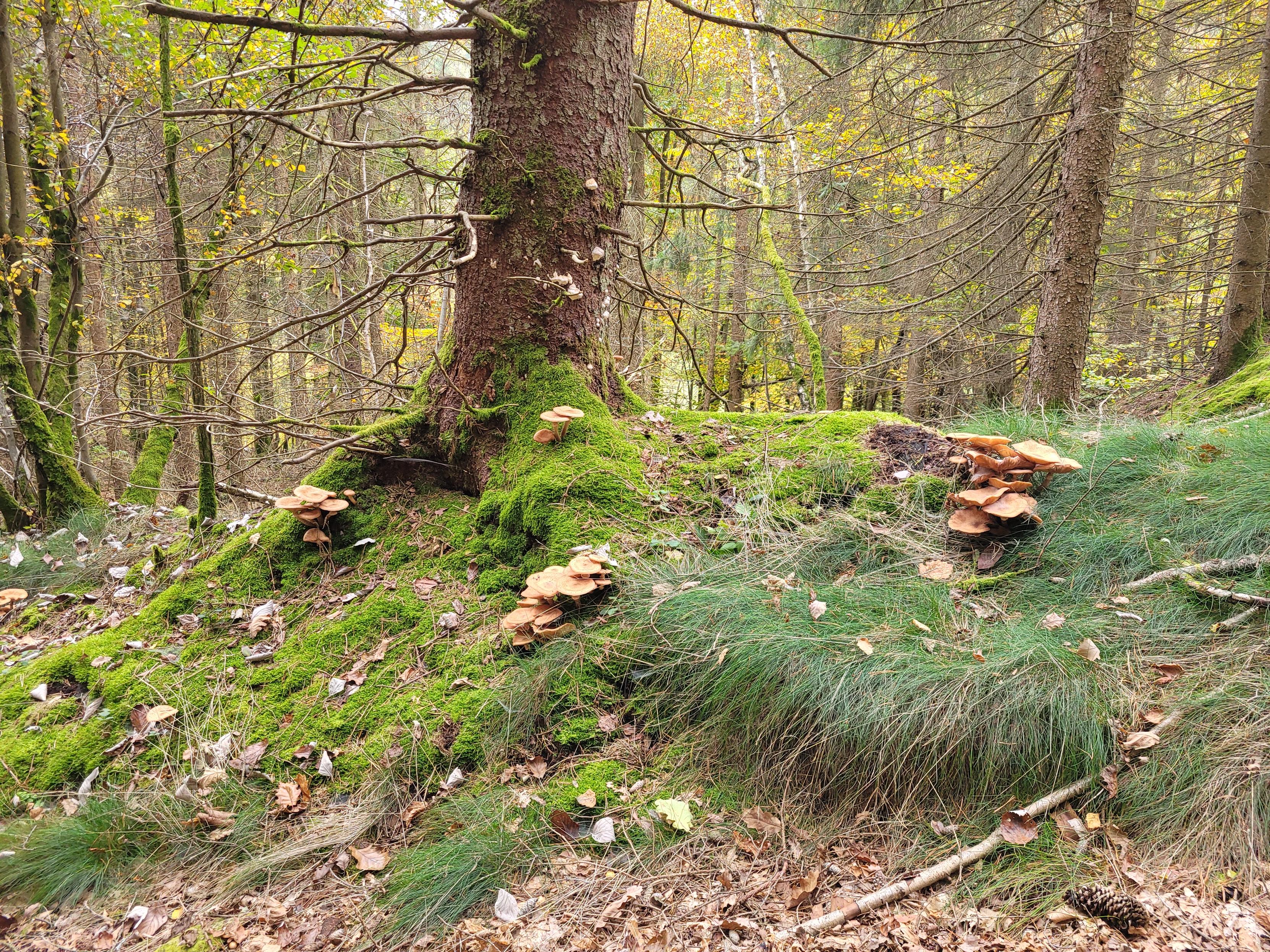 Sorry, no caption provided by author