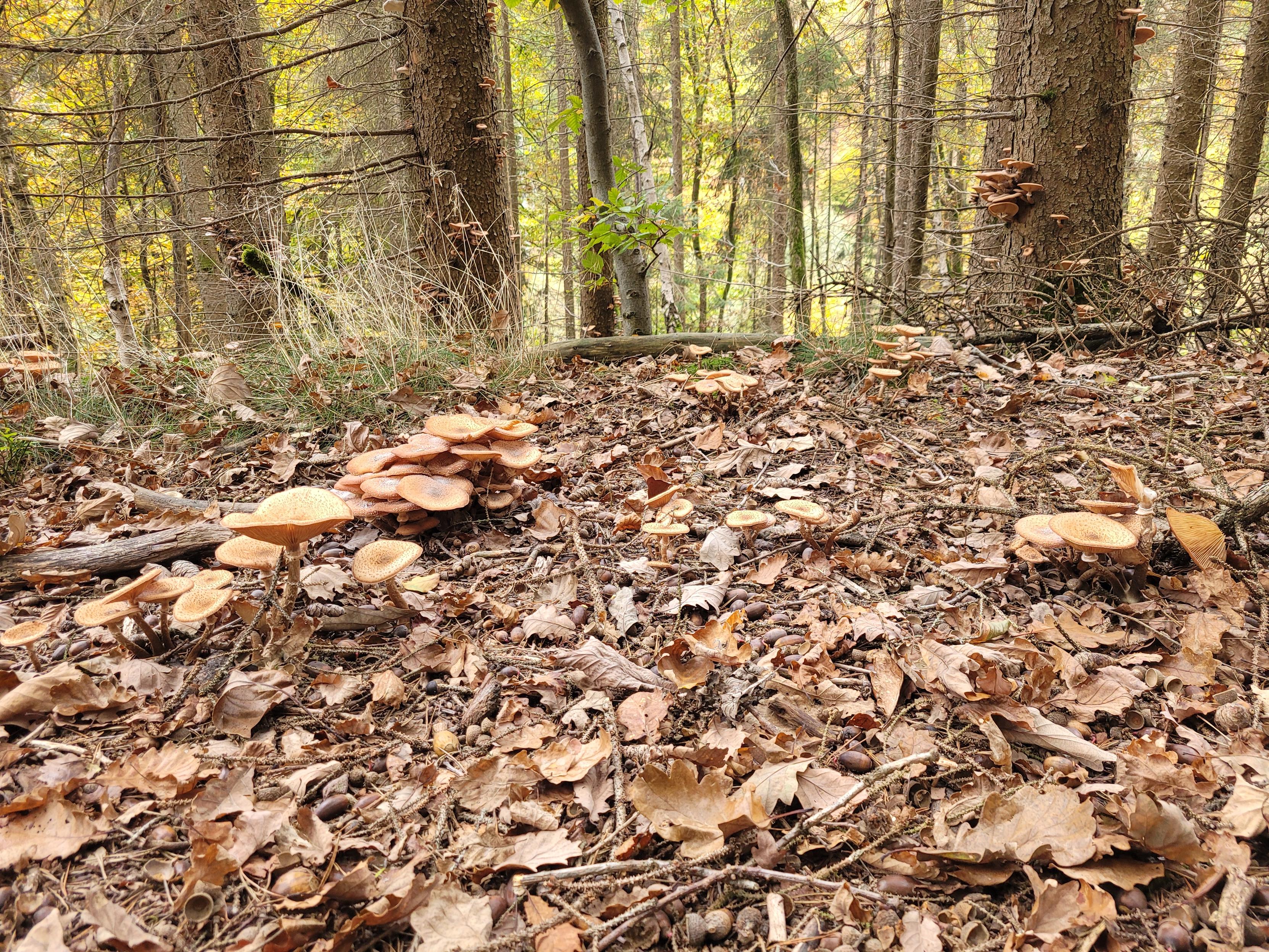 Sorry, no caption provided by author