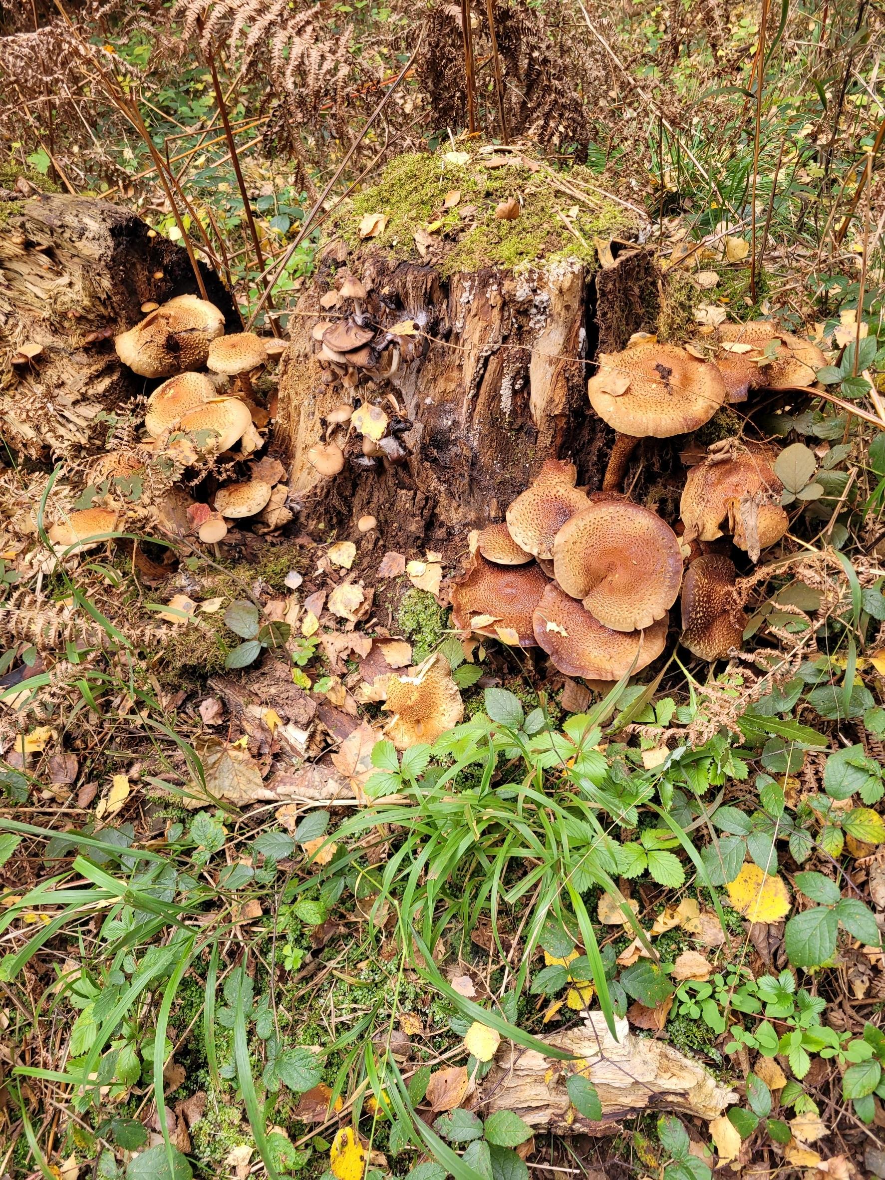 Sorry, no caption provided by author