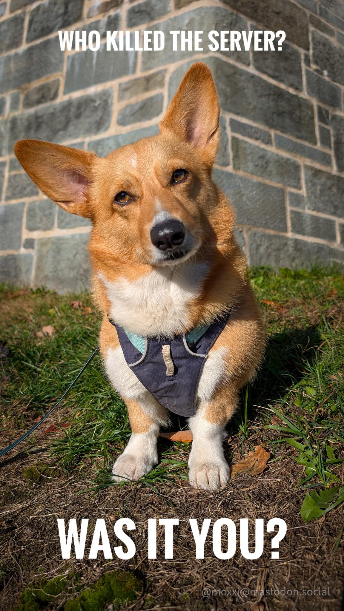 Moxxi the corgi is looking straight at the camera with her head tilted to the right. The caption reads : who killed the server? Was it you?