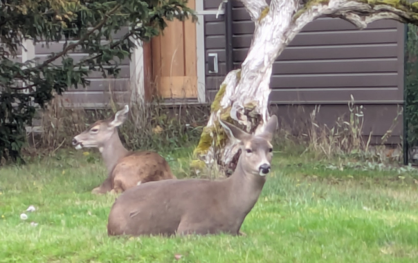 Two deer rest on a lawn in front of a house in the uptown neighborhood of Port Townsend. Yesterday, we saw dozens of the animals, many more than a few months ago. Some owners fence their yards or parts of them, but many don't, and the animals cruise around fearlessly, munching grass and shrubs and maybe some other things.