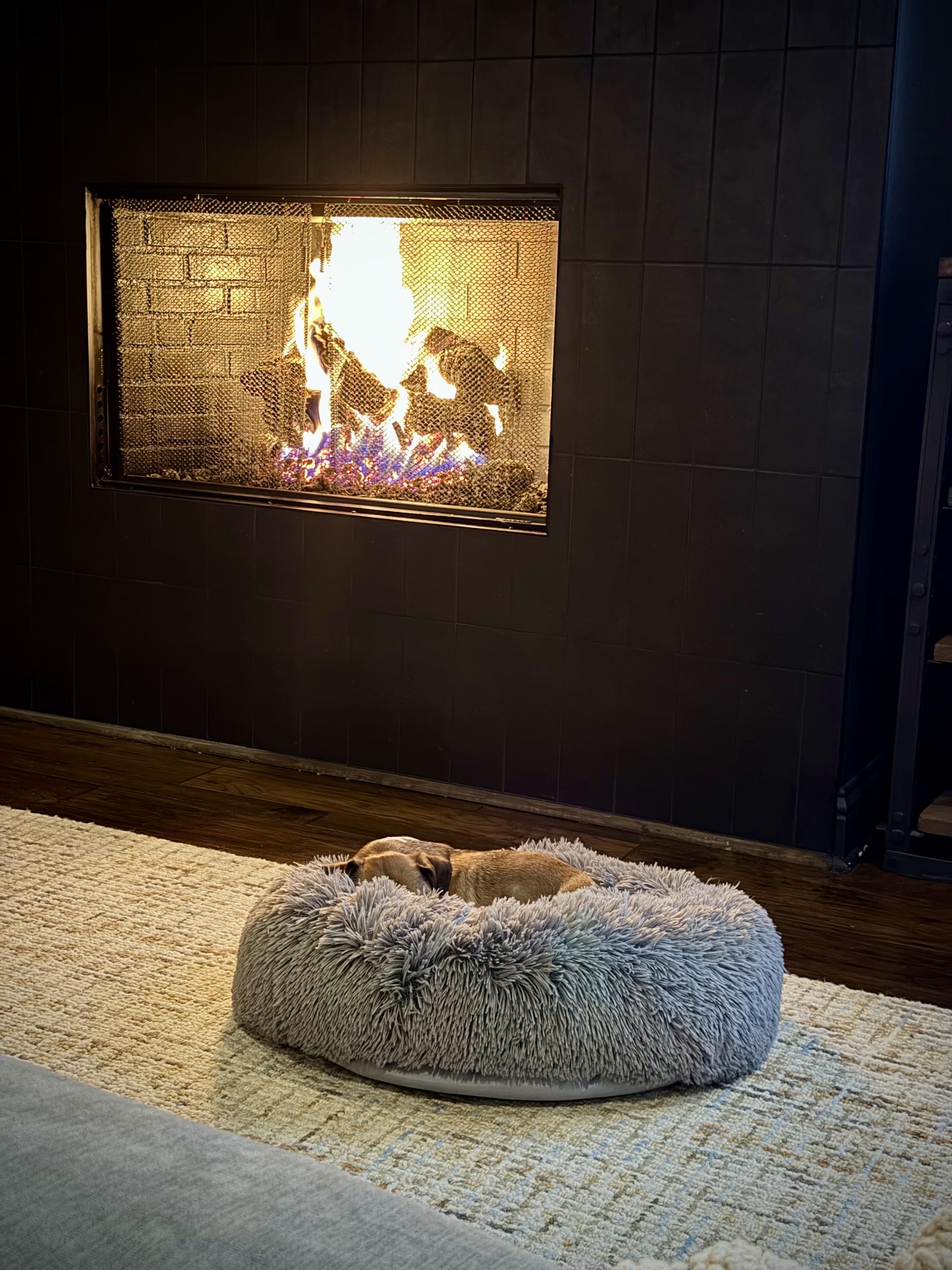 A dachshund sleeping, totally engulfed by a plush dog bed.