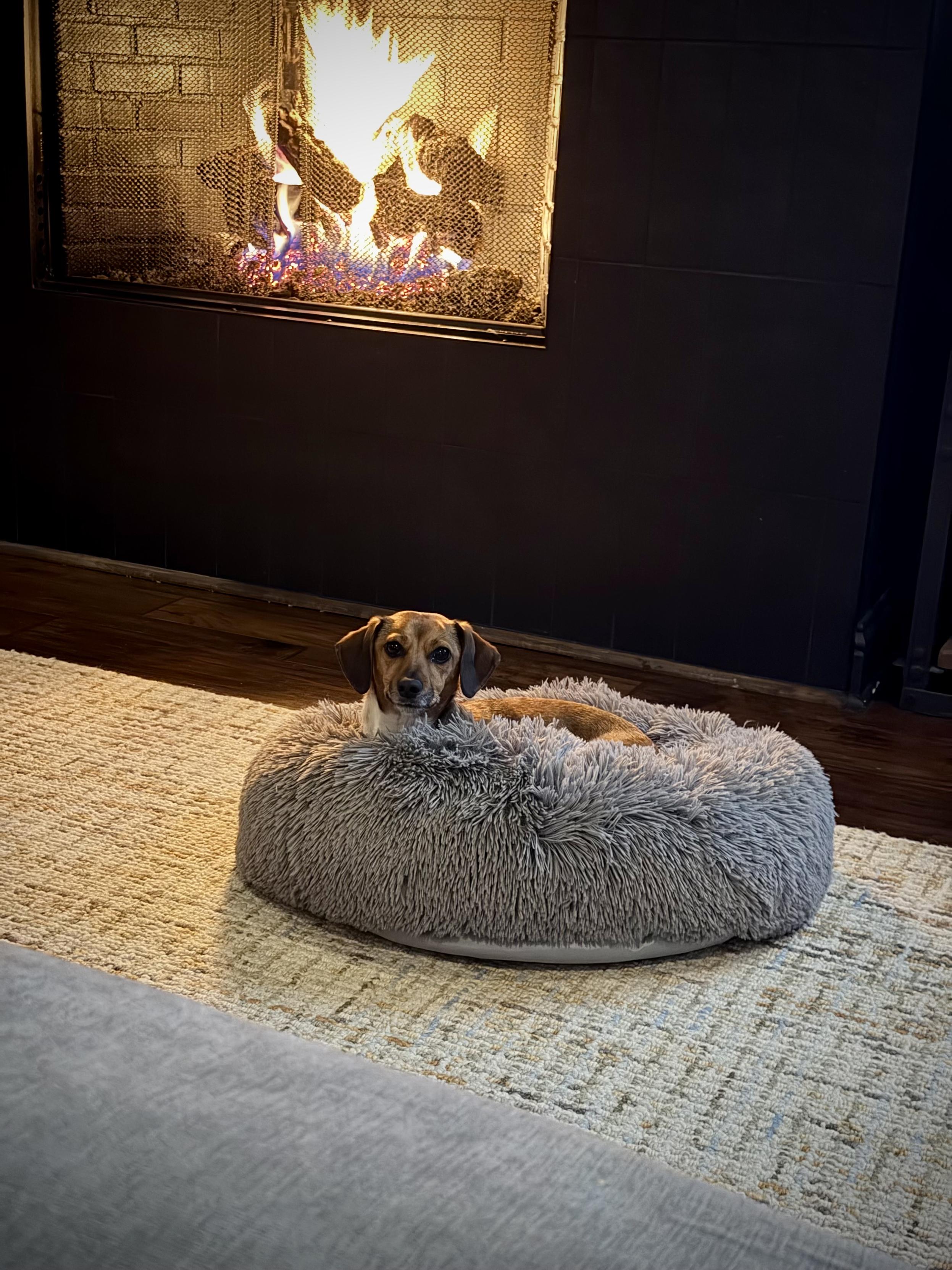 A dachshund with her head peaking up from a plush dog bed. She is in front of a fireplace.