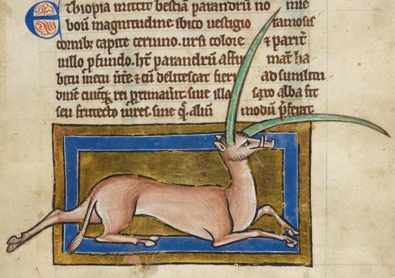 At the bottom of a manuscript page, stretching out of a gold rectangle with an inner blue frame, a lean brown quadruped is stretching out daintily with one hind leg extending out of the rectangle. It has a tufted tail and a very narrow head with a boar-like snout and tusks. It has extremely long and pointed green horns flexing in different directions. It has small pointed ears and appears to be smiling. Image from British Library, Royal MS 12 C XIX, folio 30r.