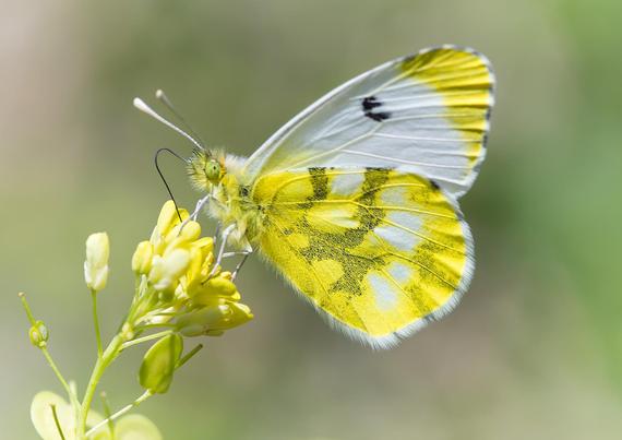 Fotografía de una hembra de Anthocharis cardamines