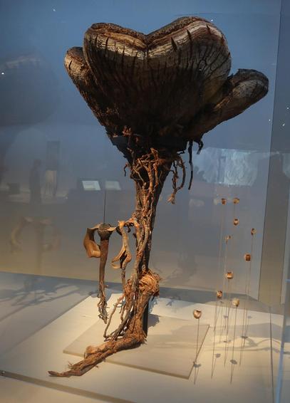 Welwitschia mirabilis une plante etonnante du désert du Namib