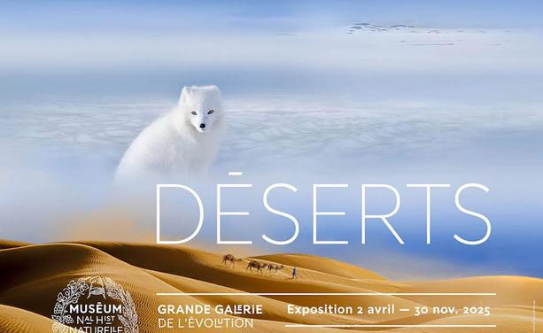 Affiche Déserts avec ours polaire et dune de sable