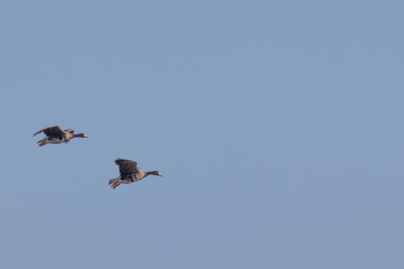 Two greater white-fronted geese flying toward the right in a blue cloudless sky.
