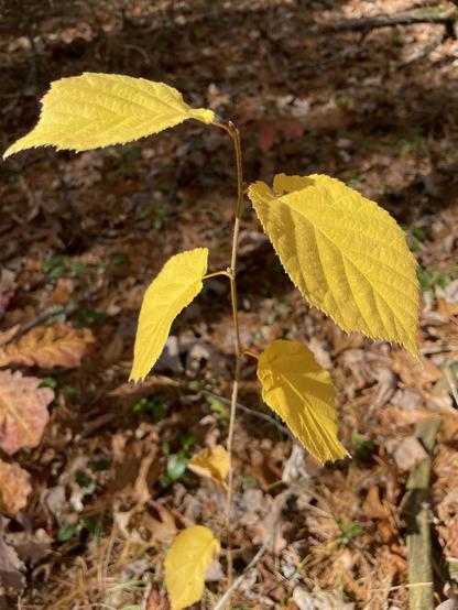 image of a yellowing plant in Autumn