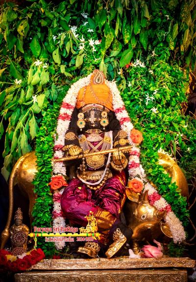 Closeup of idol of Hindu deity Krishna in shiny red ("grape red") standing casually on a gold-covered pedestal with left leg leaning rightward, right leg bent at the knee and crossing over the left leg, and right ankle lifted up; wearing gold shoes, gold palm coverings, an orange turban with a head ornament that looks like a peacock feather, and lots of gold ornaments; holding a gilded flute between hands. A thick string of green holy basil leaves and a string of white flowers (some red roses) around Krishna. A gilded cow stands behind Krishna with its head turned back and gazing at Krishna's feet. Several leaf-filled stalks of green holy basil behind the cow. The whole setting simulates Krishna standing under a dense tree with a cow behind him.
