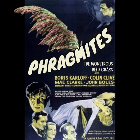 An old horror movie poster where the monster has been replaced by the invasive species, phragmites