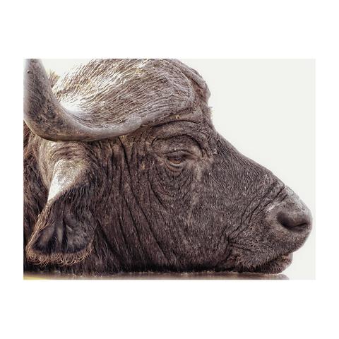 This is an art edited sepia toned close-up of a cape buffalo's head in profile looking to the right of the photo, as it rests on water, showing its wet textured coat and curved horn. The background is white, highlighting the buffalo's contemplative and relaxed expression. As photographed in the Queen Elizabeth National Park in Uganda.