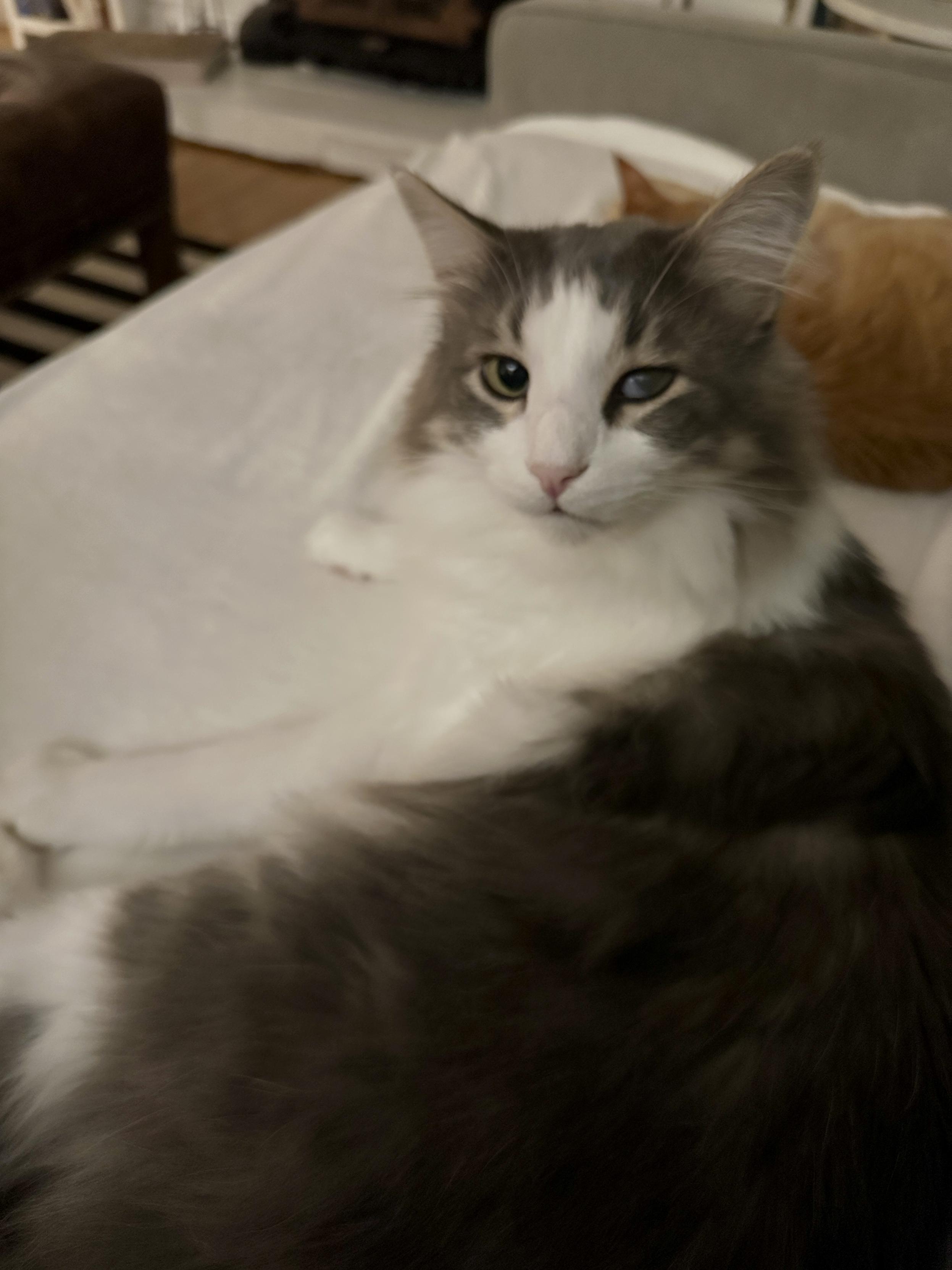 Thor, a fluffy grey and white half-Ragdoll cat, lounging on a cream blanket on a grey sofa, looking up at me with a somewhat astonished and annoyed look on his face. He is not a fan of the high notes disturbing his bath time! 
Loki, an orange tabby, is taking a nap behind him, completely unbothered.