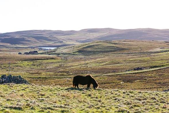 Shetland pony eating long grass