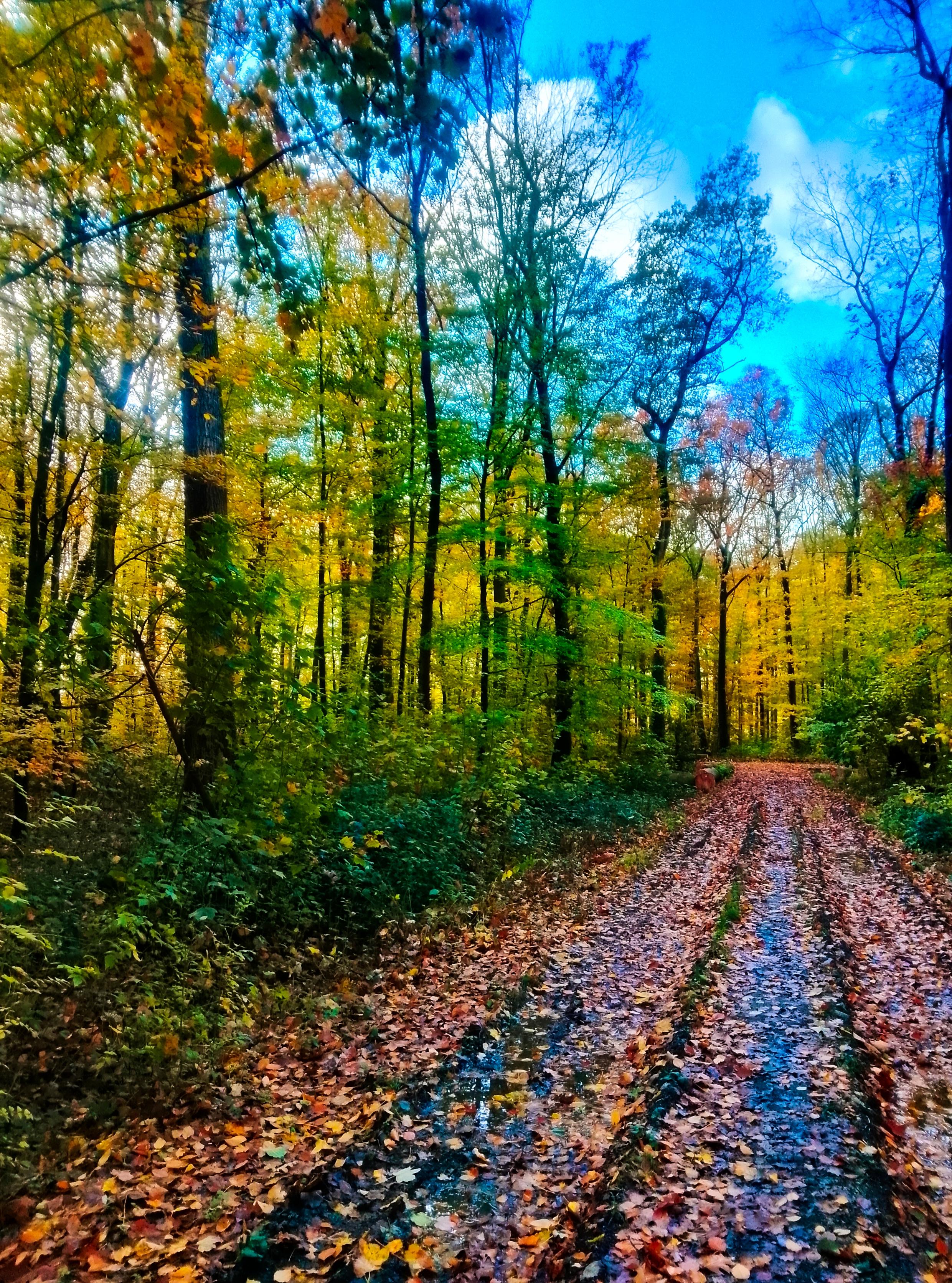 Sunlit autumnal forest