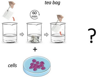 Depiction of an experiment where a tea bag is steeped for 60 minutes and then cells are cultured in the liquid