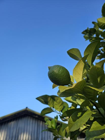 A green young lemon is silhouetted against a brilliant blue sky as the morning sun hits the leaves of the lemon tree, turning some to yellow. A grey tin shed is in the background.
