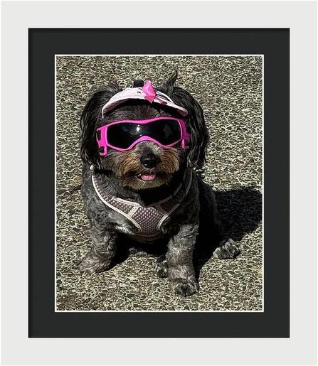 Cool Hand Mollie!  Prints and more for sale at:  https://pixels.com/featured/cool-hand-mollie-thom-zehrfeld.html #beachdog #beachdoglife #beachdogsarehappydogs  #BuyIntoArt #Art #ThomZehrfeldPhotography #PhotographyIsArt #Photography #Fotografie
#ArtForSale #ArtMatters #MastoArt #Mastodon #ArtforInteriorDesign #HospitalityInteriors 
#InteriorDesign #Wallart #InteriorDecorating #WallArtForSale #PhotoOfTheDay #FediGiftShop  #GiftIdeas #FediArt #Prints #FediArtShop #Colorful #Nature
