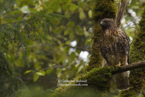 A red-tailed hawk perched on a mossy branch facing the camera but looking away.