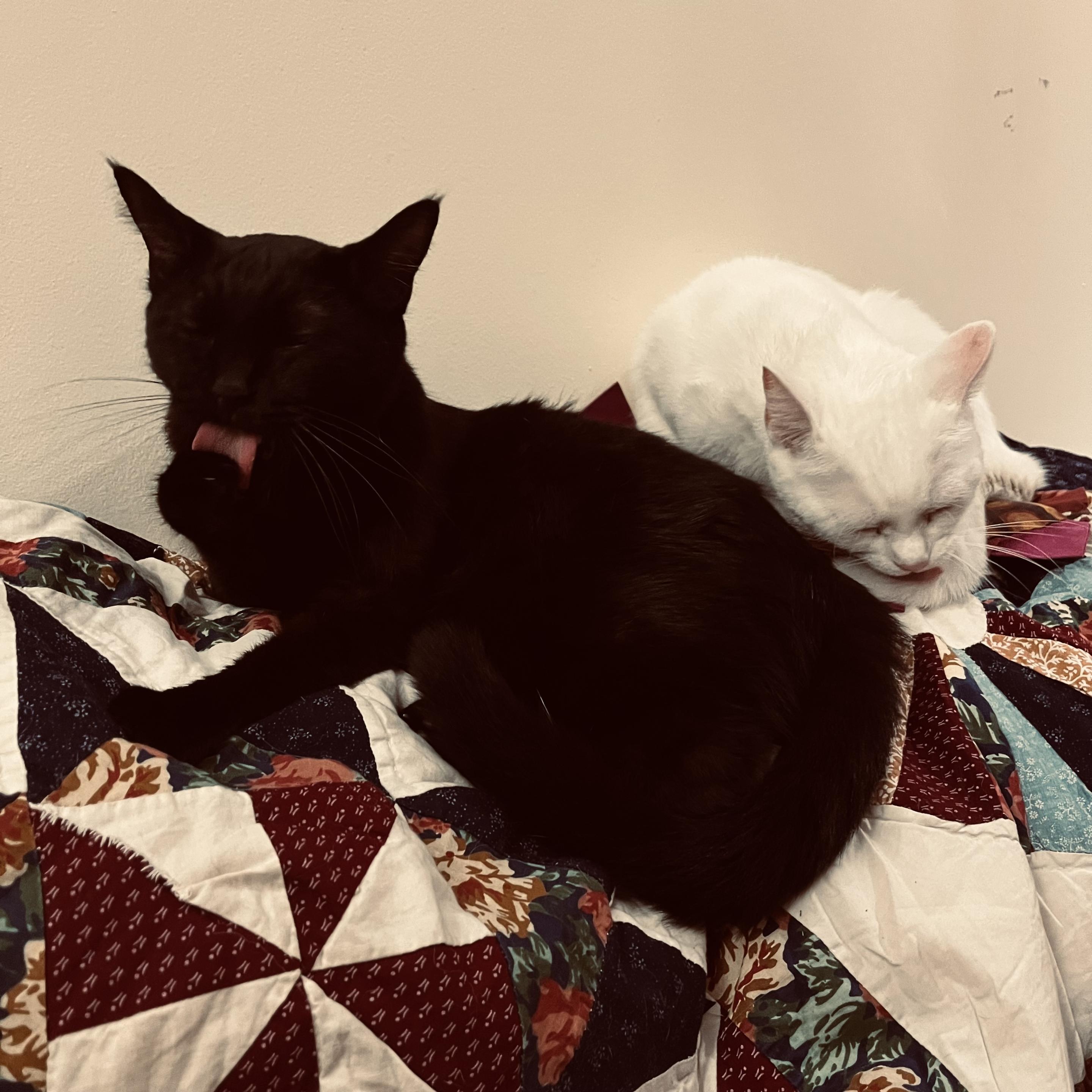 on a quilt, a black cat licks his paw; a white cat behind him