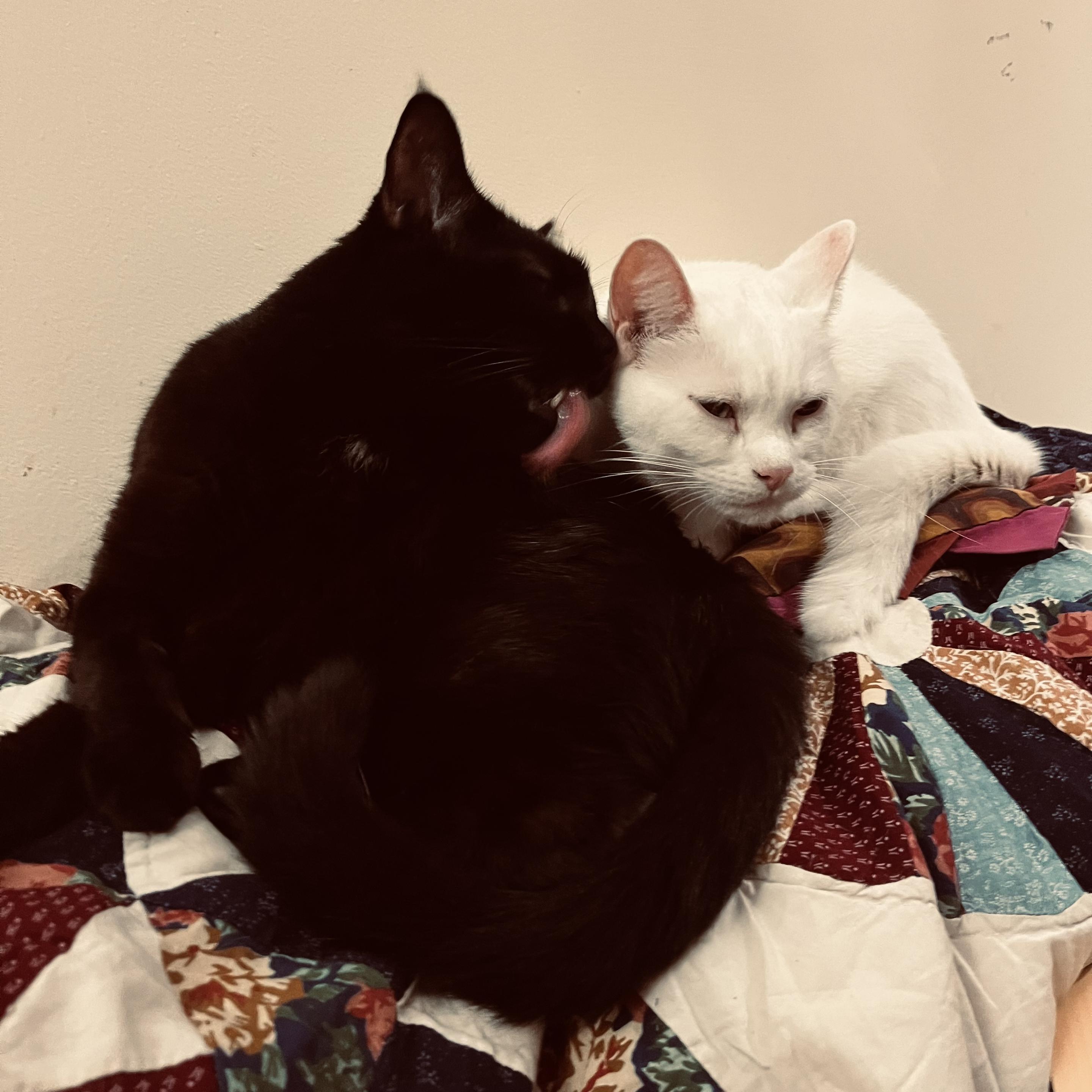 on a quilt, a black cat licks the cheek of a white cat