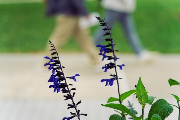 In the front there are two spikes of numerous small blue blue flowers that are evenly spaced,  the one on the right is surrounded by green leaves and behind those, blurred out,  the legs and lower torsos of two people walking across a concrete sidewalk besides a green grass lawn
