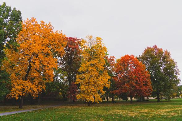 Large trees from left to right in the following colors: green, yellow, red/green, yellow, orange and green/orange with a grass lawn in front