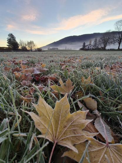 A crisp autumn morning unfolds in this tranquil scene, where nature’s quiet beauty is dusted with the first whispers of frost. The foreground is a delicate tapestry of fallen leaves—golden maple stars and russet oak, their edges lightly rimmed with silver ice crystals—scattered across a frosty meadow. Each blade of grass glistens with a thin layer of frost, catching the soft, pastel light of dawn.

Beyond the meadow, a gentle mist clings to the rolling hills, softening the landscape into a wate…