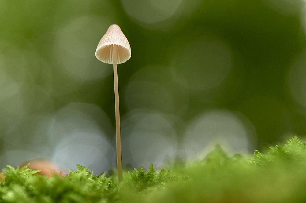A close-up photograph of a delicate woodland mushroom standing upright on a carpet of bright green moss. The mushroom has a thin, straight, pale beige stem and a small, bell-shaped, creamy peach-coloured cap with fine, vertical pleats. The underside is visible, showing neat, evenly spaced gills that stop just short of the slightly translucent stem. The subject is centred against a dreamy background of smooth green bokeh circles.