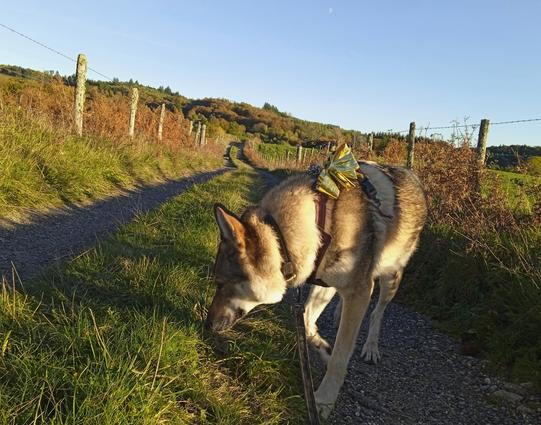 A large brown and white masked dog sniffs the ground, one front paw raised. The farm track winds off between a line of fenceposts, towards distant hills covered in Autumn coloured trees. Everything is lit by the yellow setting sun.