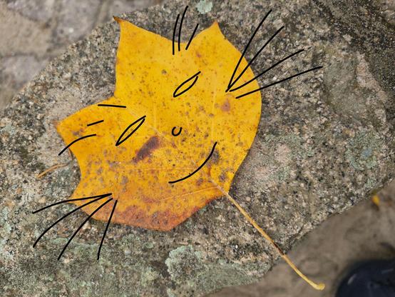 A tulip tree leave turned into a cat face by a few line's