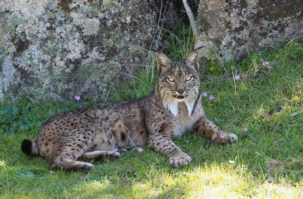 Lince ibérico tumbadito sobre la hierba verde, en una sombra, al pie de unas rocas. Su cuerpo es marrón clarito lleno de motas negras. La punta de la cola, que es corta, es también de color negro. Se pueden distinguir los penachos de pelo sobre las orejas y sus patillas cayendo a los lados del rostro. Sus ojos amarillos miran tranquilamente a la cámara. Foto: Frank Vassen en Flickr ( https://www.flickr.com/photos/42244964@N03/ )
