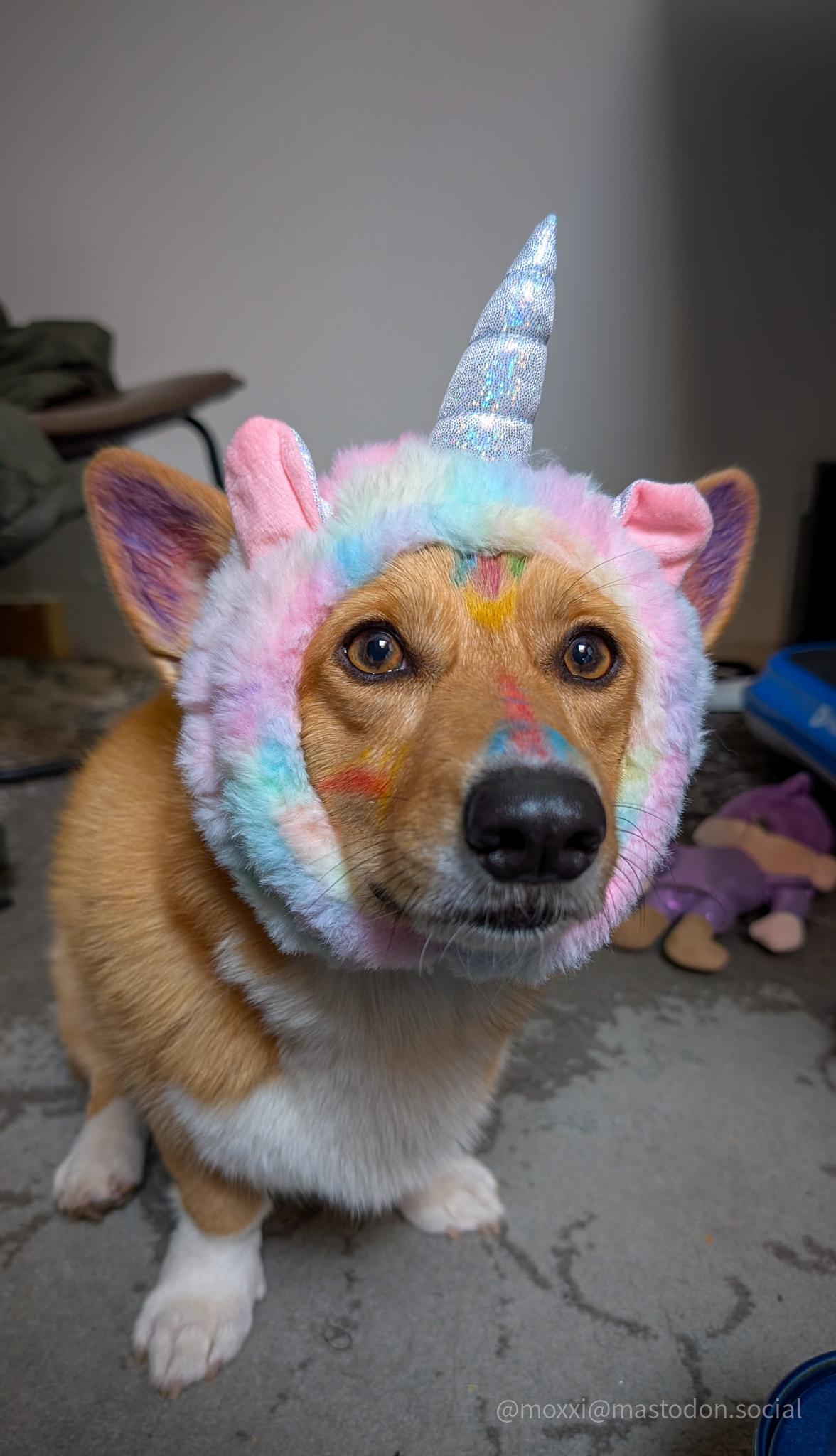 Moxxi the corgi is wearing a fluffy unicorn headband and some colored dog-safe face paint. She's looking at the camera.