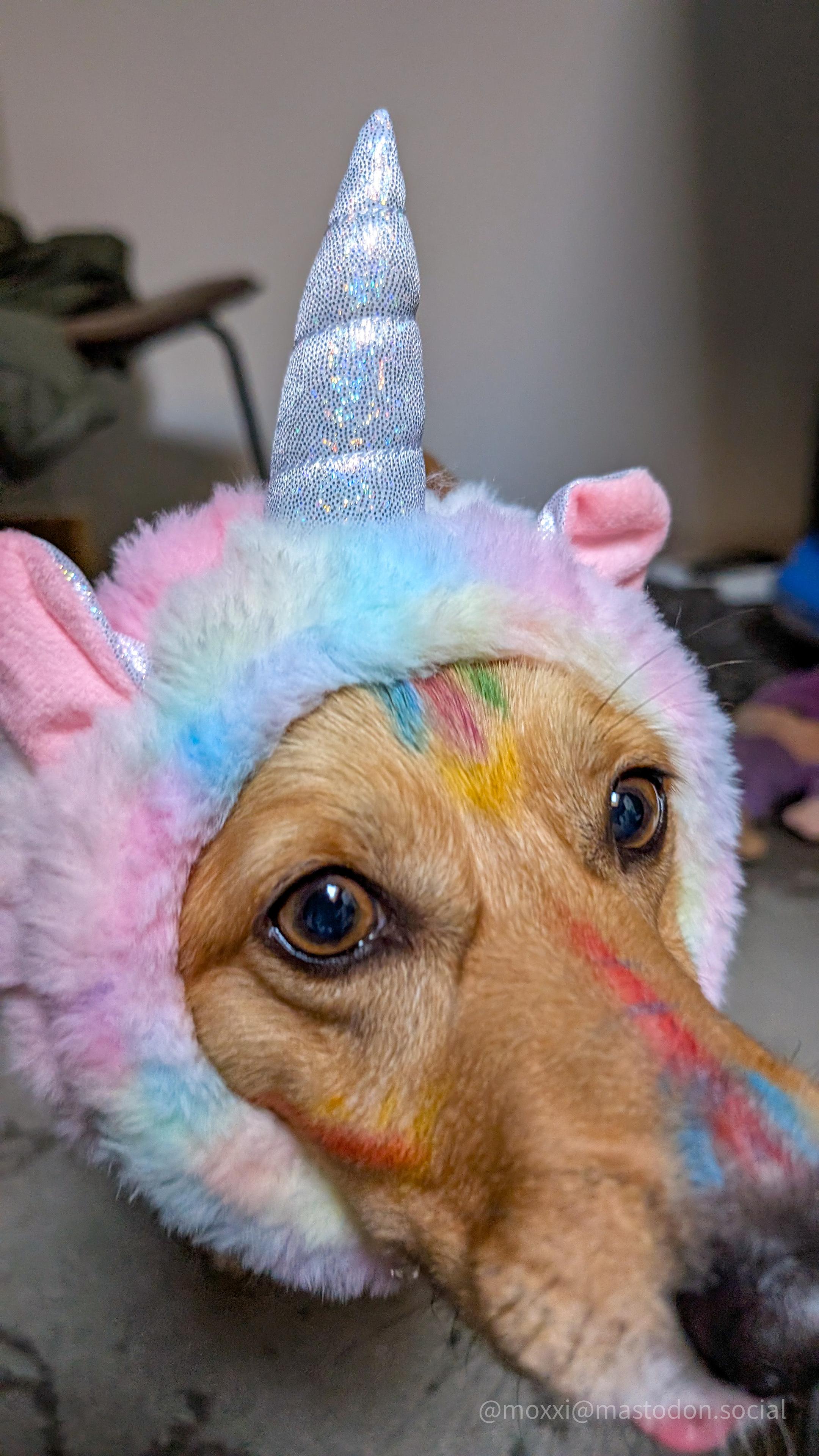 Moxxi the corgi is dressed like a unicorn but it's difficult to see her entire face because she's trying to get to a treat close to the camera.