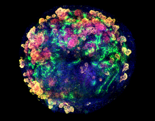 L'experiment demostra que es possible produir milers d'organoides en poc temps (IBEC)