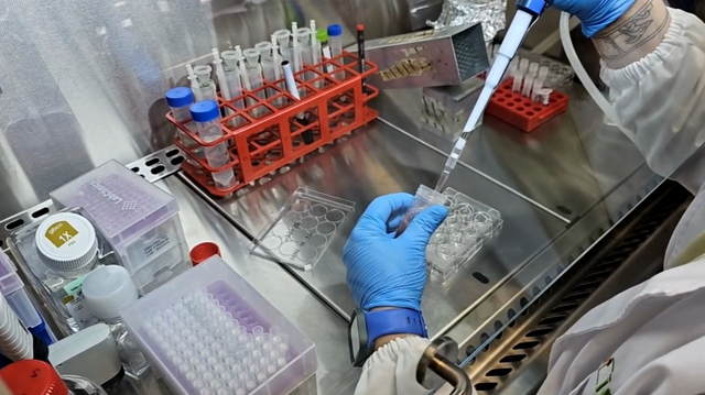 Aconsegueixen el primer trasplantament a un porc d'un ronyó d'aquest animal amb organoides humans (IBEC)