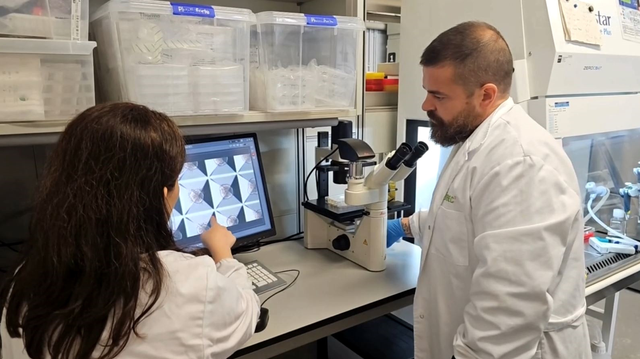 Han combinat els organòides amb tecnologia per mantenir els ronyons fora del cos (IBEC)