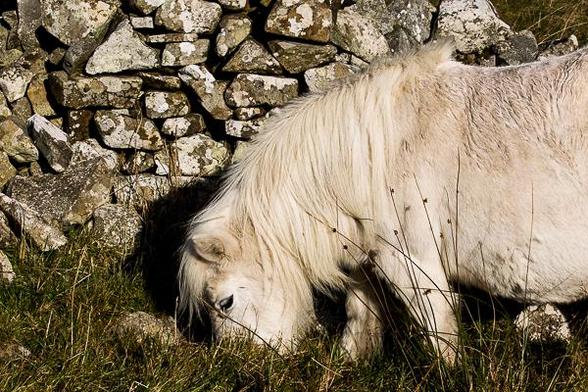 Shetland pony eating