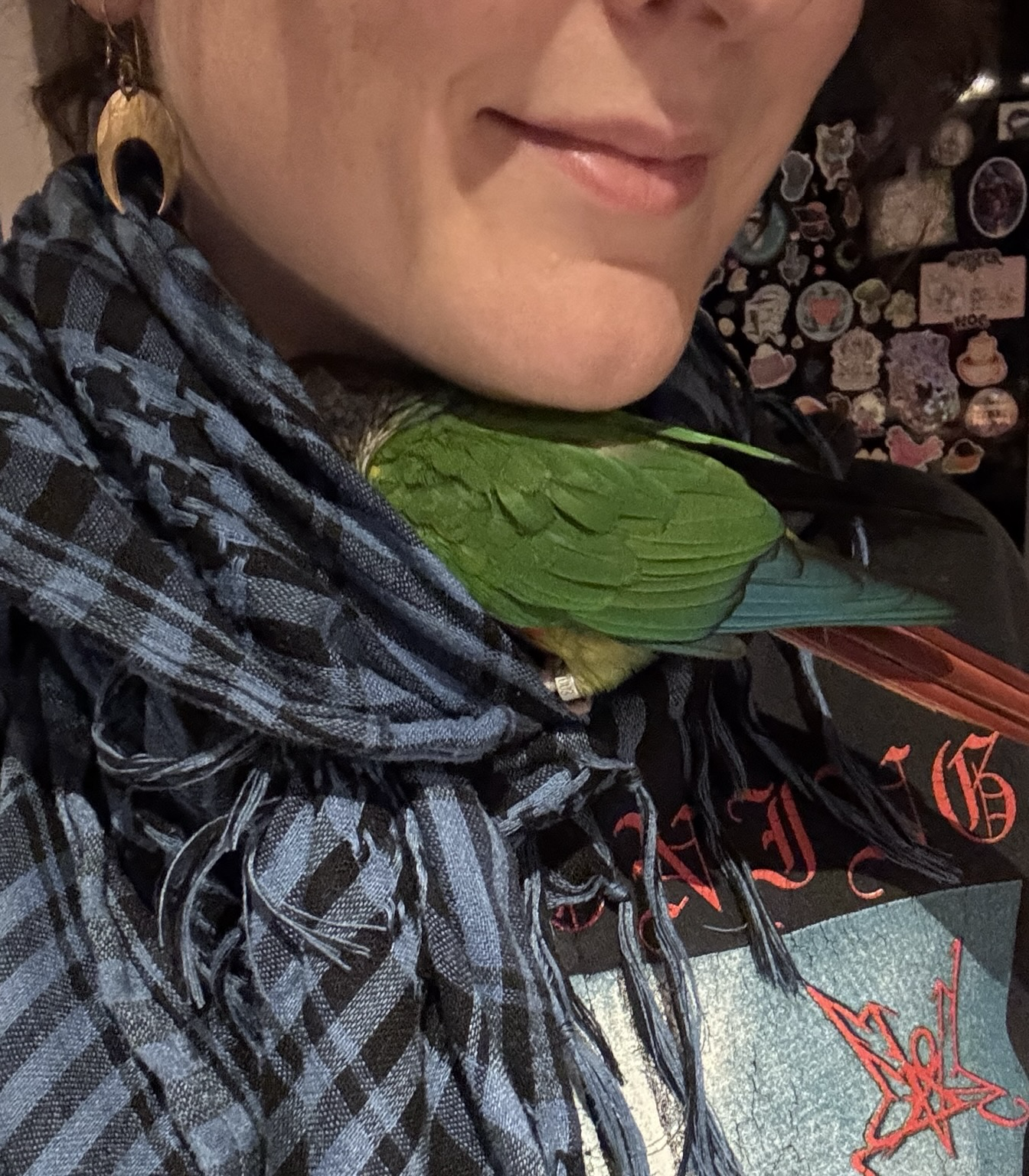 A photo of Leif, one of our green-cheek conures, sticking his head into my scarf, a blue keffiyeh.