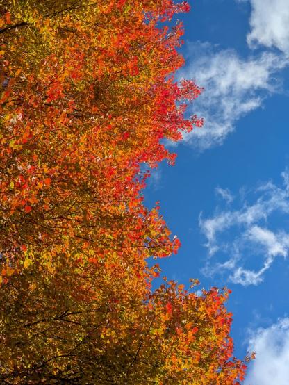 Photo taken pointed up toward the sky. The left half of the frame is a leafy tree in autumn glory — a mix of yellows and orange and reds. The right side is blue sky with several white puffy clouds.