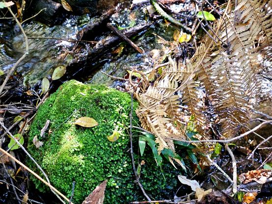 A dead, yellow-brown fern frond, fallen by a bright green mossy rock, on the forest floor. Dharug and Gundungurra country.