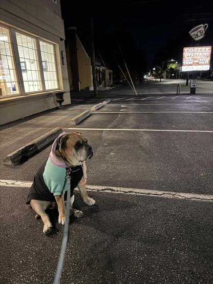 Dog in a sweatshirt sitting in a dark parking lot