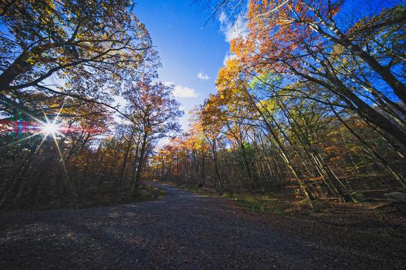 A gravel road enters from the lower left and bends to go up the center,  surrounded in all directions by spectacular fall colors with the sun the center of a 10-pointed star in the center left with a mostly blue sky above with just a few clouds