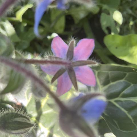 Seen from below brown “furred stem” and five pink petals of “purple” Borage plant 