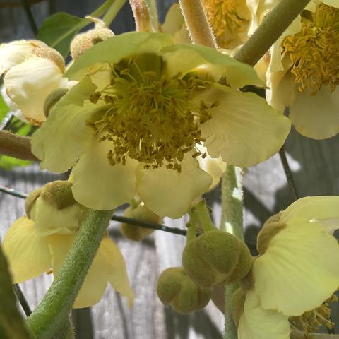Creamy yellow flowers of kiwi fruit vine 