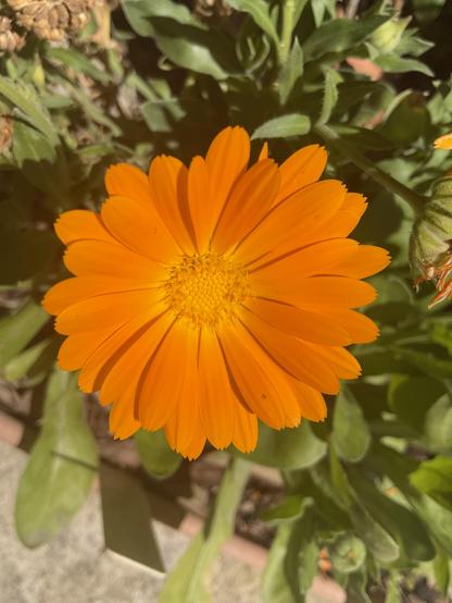 Multiple orange petals and yellow/orange centre of calendula flower 