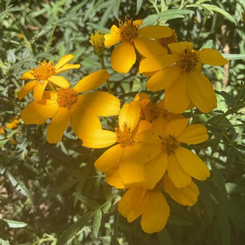 Yellow petals and orange centre plants in the dappled light below trees 